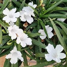 Mexican Pansy Flower Seeds – Heirloom, Non-GMO, Bright Blooms Organic Garden Seeds for Planting