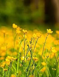 Meadow Buttercup Flower Seeds for Planting – Heirloom, Non-GMO, High Germination Organic Garden Seeds, 100 pcs