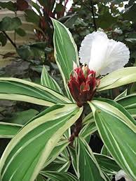 Costus Speciosus Flower Seeds for Planting – Heirloom, Non-GMO &amp; High Germination Garden Seeds