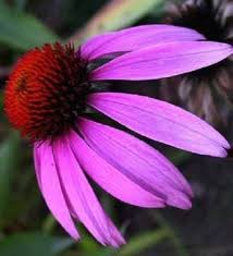 ConeFlower Seeds for Planting – Cut Flower Favorite Heirloom, Non-GMO, High Germination Organic Garden Seeds