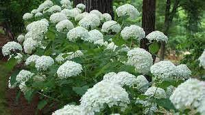 White Hydrangea Flower Seeds for Planting – Heirloom, Non-GMO, High Germination Organic Garden Seeds