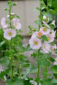 Light Pink Hollyhock Flower Seeds for Planting | Heirloom Non-GMO High Germination