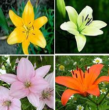 Lilium Flower Seeds for Planting – Garden Favorite Heirloom Non-GMO Organic Garden Seeds