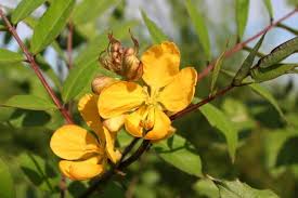 Cassia Occidentalis Flower Seeds for Planting – Vibrant Colors, Heirloom, Non-GMO, High Germination
