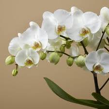 White Phalaenopsis Orchid Seeds for Planting - Vibrant Colors, Heirloom, Non-GMO, High Germination Organic Garden Seeds
