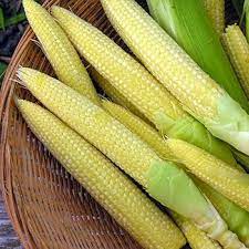 Baby Corn Seeds for Planting – High-Yield Hybrid Sweet Corn Seeds, Heirloom & Non-GMO Garden Vegetable Seeds
