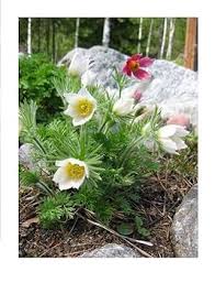 White Anemone Pulsatilla Flower Seeds – Heirloom, Non-GMO, High Germination Seeds for Planting
