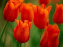 Deep Orange Tulip Flower Seeds - Heirloom, Non-GMO, High Germination Organic Garden Seeds for Planting