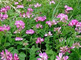 Astragalus Sinicus Flower Seeds for Planting – Vibrant Colors, Heirloom, Non-GMO, High Germination