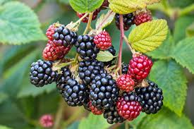 Bunchberry Seeds for Planting – Heirloom, Non-GMO, High Germination Seeds for Organic Home Garden