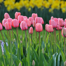Deep Pink Tulip Flower Seeds – Heirloom, Non-GMO, High Germination Organic Garden Seeds for Planting