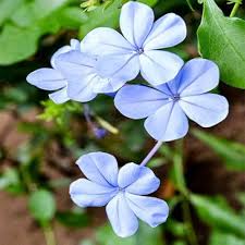 Plumbago Flower Seeds for Planting – Heirloom, Non-GMO, High Germination Organic Garden Seeds
