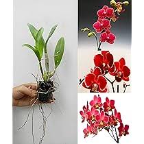 Burgundy Phalaenopsis Orchid Seeds for Planting – Heirloom, Non-GMO Colorful Display, High Germination