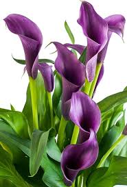Calla Purple Flower Seeds for Planting | Heirloom Non-GMO Organic Garden Seeds, High Germination