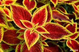 Coleus Orange &amp; Green Flower Seeds for Planting – Compact Heirloom, Non-GMO, High Germination Garden Seeds