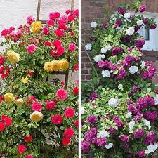 Climbing Rose Flower Seeds for Planting – Heirloom, Non-GMO, High Germination Organic Garden Seeds