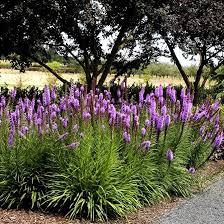Purple Liatris Flower Seeds for Planting – Heirloom, Non-GMO, Colorful Display Organic Garden See