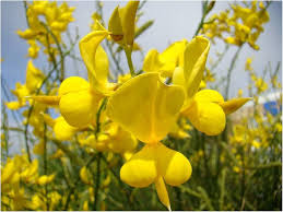 Spartium Junceum Flower Seeds for Planting – Long Bloom Season, Heirloom, Non-GMO, High Germination Garden Seeds