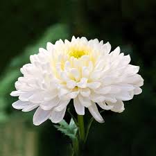 White Chrysanthemum Quercifolia Flower Seeds for Planting – Heirloom Non-GMO Home Garden