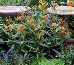 Asclepias Flower Seeds for Planting | Drought Tolerant | Heirloom Non-GMO High Germination Seeds