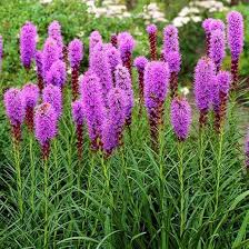 Lavender Liatris Flower Seeds for Planting – Heirloom Non-GMO Drought Tolerant Organic Garden Seeds