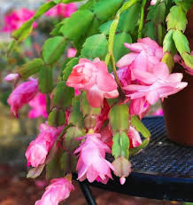 Pink Zygocactus Truncatus Flower Seeds for Planting – Heirloom, Non-GMO, Premium Quality Organic Garden Seeds