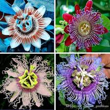 Passion Flower Seeds for Planting – Seasonal Bloomer, Heirloom, Non-GMO