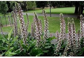 Acanthus Mollis Flower Seeds for Planting – Heirloom, Non-GMO, High Germination Organic Garden Seeds