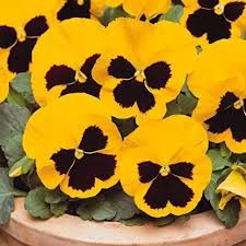 Yellow Pansy Flower Seeds for Planting – Heirloom, Non-GMO, High Germination Organic Garden Seeds