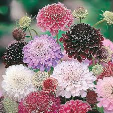 Heirloom Scabiosa Flower Seeds for Planting – Bright Blooms, Non-GMO, High Germination Organic Garden Seeds