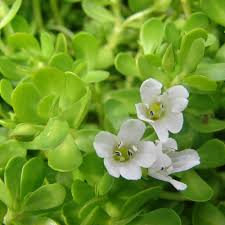 Bacopa Flower Seeds for Planting | Heirloom Non-GMO High Germination Organic Garden Seeds