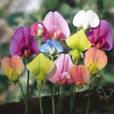 Heirloom Sweet Pea Jilly Flower Seeds for Planting – Compact Growth, Non-GMO, High Germination Organic Garden Seeds