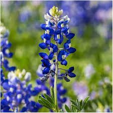 Blue Bonnet Flower Seeds for Planting – Heirloom, Non-GMO, Cottage Garden Essential Organic Garden Seeds