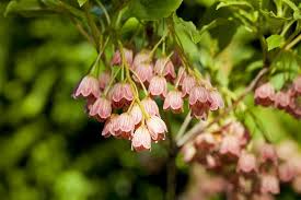 Enkianthus Campanulatus Flower Seeds – Heirloom, Non-GMO, Drought Tolerant
