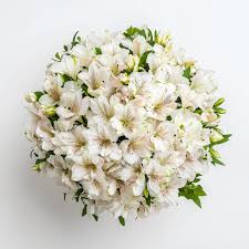White Alstroemeria Flower Seeds for Planting | Heirloom Non-GMO Organic Garden Seeds, High Germination