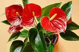 Anthurium Light Red Flower Seeds for Planting - Heirloom, Non-GMO, Low Maintenance Organic Garden Seeds