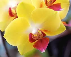 Yellow Pink Phalaenopsis Orchid Seeds for Planting – Heirloom, Non-GMO, High Germination Organic Garden Seeds
