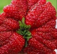 Fruit Seeds,Garden seeds, Seeds For Planting,Plant Seeds
