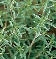 Satureia Hortensis Flower Seeds for Planting – Heirloom, Non-GMO, High Germination Organic Garden Seeds