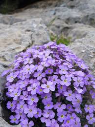 Aubretia Lila Flower Seeds for Planting – Perfect for Borders, Heirloom, Non-GMO, Organic Garden Seeds