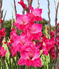 Pink Gladiolus Flower Seeds for Planting – Heirloom, Non-GMO, Vibrant Colors Organic Garden Seeds