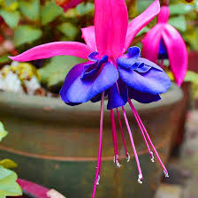 Fuchsia Blue Purple Flower Seeds for Planting – Heirloom, Non-GMO, High Germination Organic Garden Seeds, Perfect for Borders