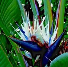 White Strelitzia Reginae Flower Seeds for Planting – Heirloom, Non-GMO, Colorful Display Organic Garden Seeds