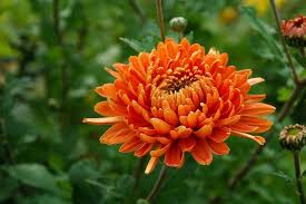 Chrysanthemum Orange Yellow Flower Seeds for Planting | Heirloom Non-GMO High Germination