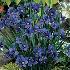 Sisyrinchium Bellum Flower Seeds for Planting – Heirloom, Non-GMO, High Germination Organic Garden Seeds