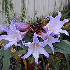 Heirloom Hippeastrum Rutilum Flower Seeds for Planting - Non-GMO, High Germination, Organic Garden Seeds