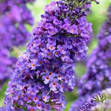 Empire Blue Buddleja Alternifolia Flower Seeds for Planting – Heirloom, Non-GMO, High Germination Organic Garden Seeds