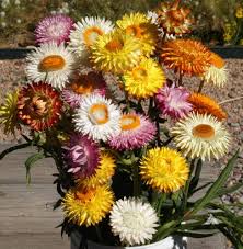 Strawflower Mix Flower Seeds for Planting | Heirloom Non-GMO High Germination Organic Garden Seeds