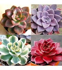 Mixed Sempervivum Flower Seeds for Planting – Heirloom, Non-GMO, High Germination Organic Garden Seeds