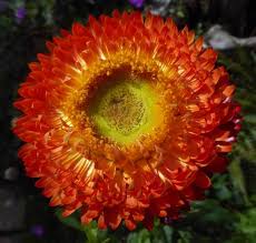Helichrysum Bracteatum Flower Seeds for Planting - Pollinator Friendly, Heirloom, Non-GMO, High Germination Organic Garden Seeds